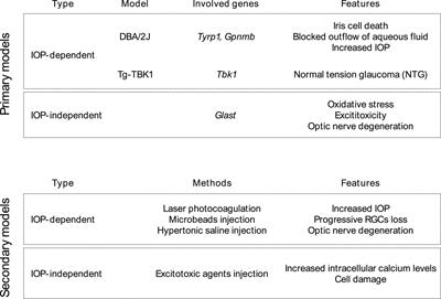 Molecular pathways in experimental glaucoma models